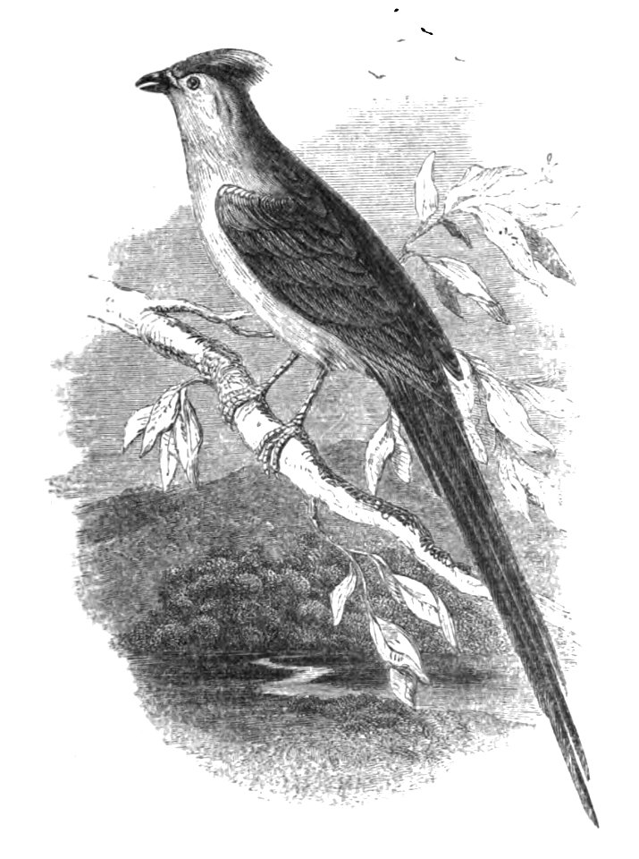 Natural History, Birds - Coly