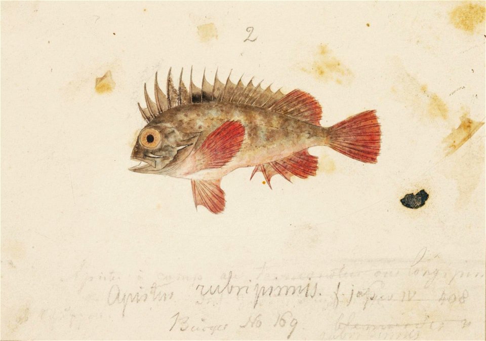 Naturalis Biodiversity Center - RMNH.ART.222 - Hypodytes rubripinnis - Kawahara Keiga - 1823 - 1829 - Siebold Collection - pencil drawing - water colour