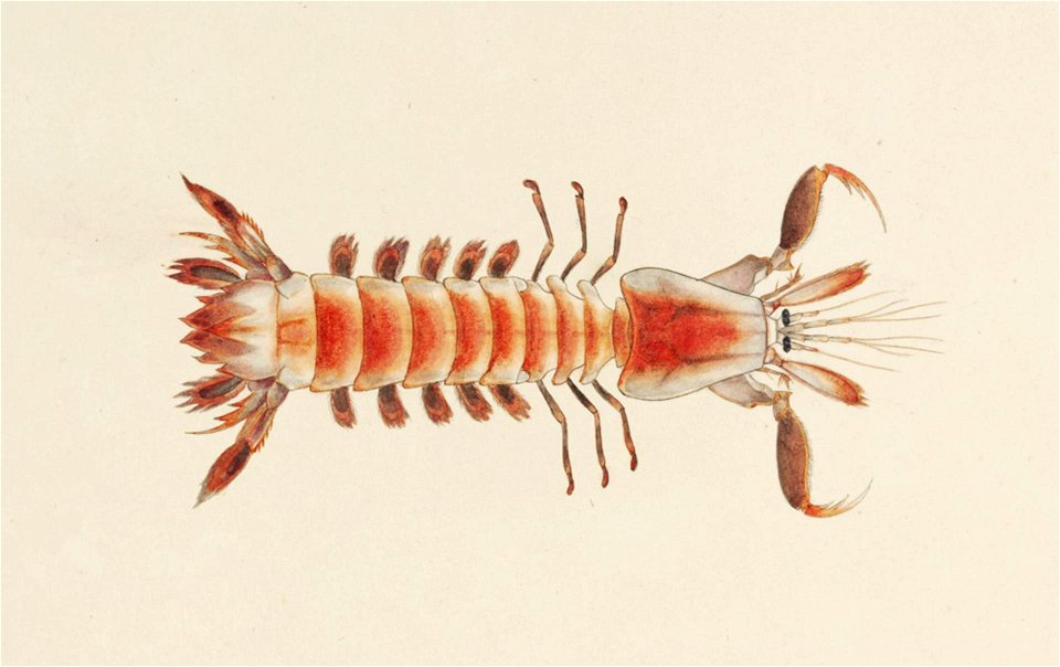 Naturalis Biodiversity Center - RMNH.ART.23 - Parasquilla haani - Kawahara Keiga - 1823 - 1829 - Siebold Collection - pencil drawing - water colour