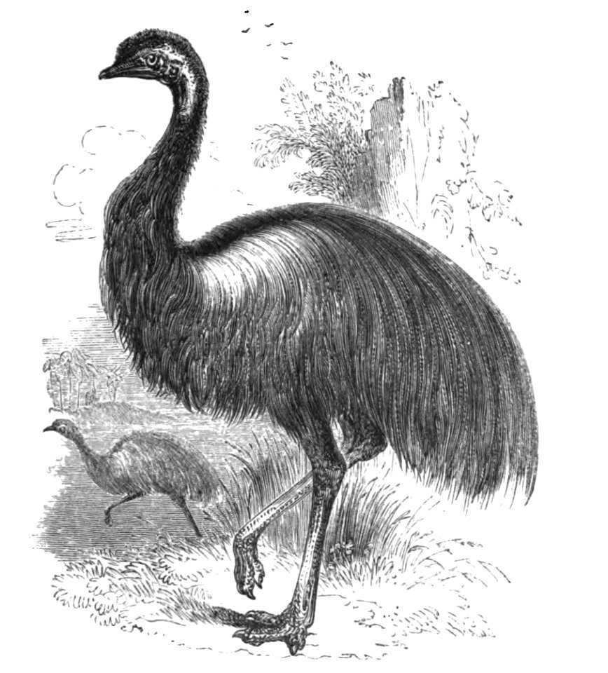 Natural History, Birds - Emu