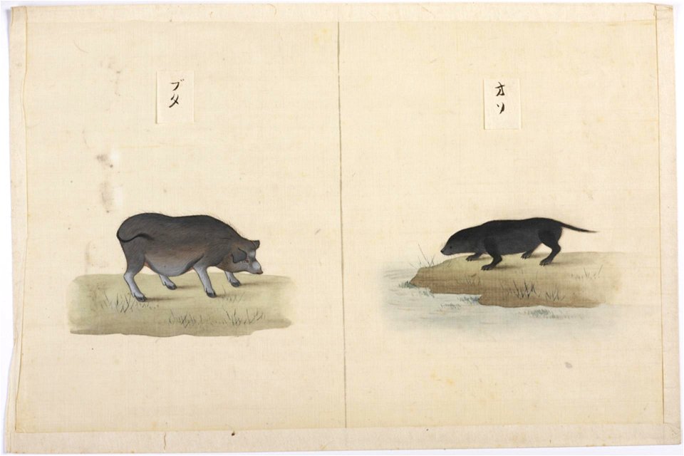 Naturalis Biodiversity Center - RMNH.ART.100 - Lutra lutra whiteleyi - Kawahara Keiga - 1823 - 1829 - Siebold Collection - pencil drawing - water colour