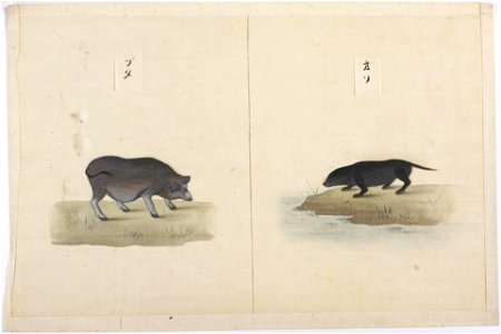 Naturalis Biodiversity Center - RMNH.ART.100 - Lutra lutra whiteleyi - Kawahara Keiga - 1823 - 1829 - Siebold Collection - pencil drawing - water colour
