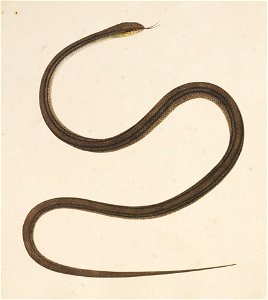 Naturalis Biodiversity Center - RMNH.ART.122 - Elaphe quadrivirgata - Kawahara Keiga - 1823 - 1829 - Siebold Collection - pencil drawing - water colour