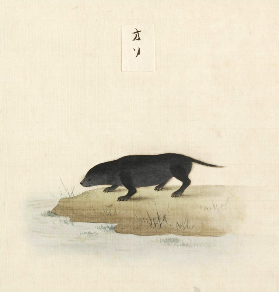 Naturalis Biodiversity Center - RMNH.ART.101 - Lutra lutra whiteleyi - Kawahara Keiga - 1823 - 1829 - Siebold Collection - pencil drawing - water colour