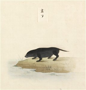 Naturalis Biodiversity Center - RMNH.ART.101 - Lutra lutra whiteleyi - Kawahara Keiga - 1823 - 1829 - Siebold Collection - pencil drawing - water colour