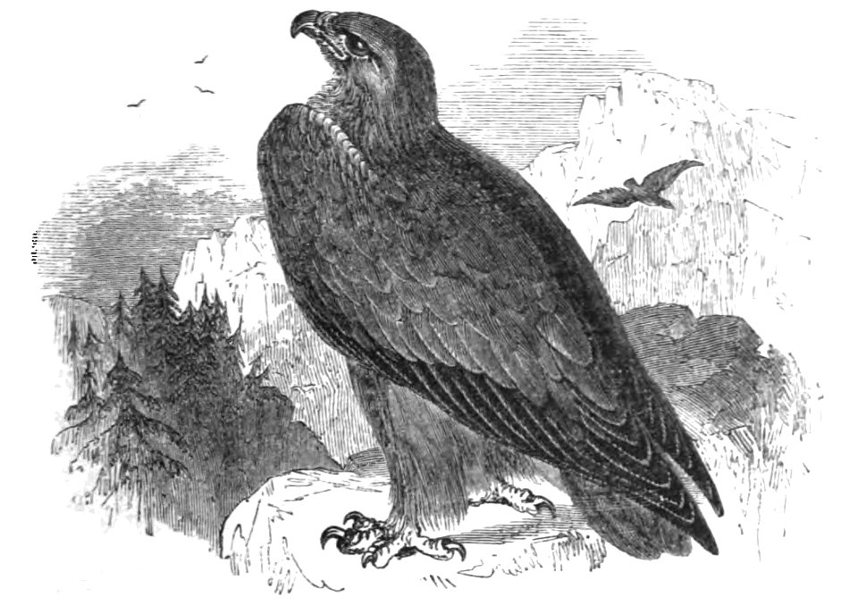 Natural History, Birds - Golden Eagle