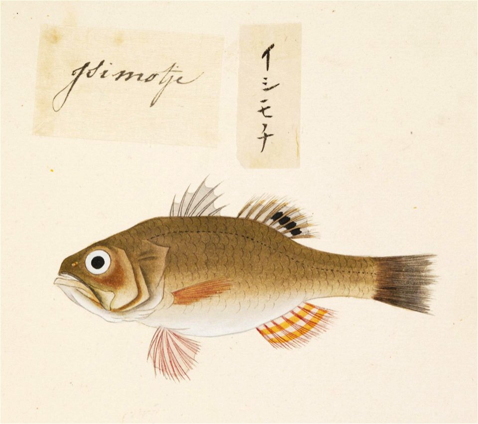 Naturalis Biodiversity Center - RMNH.ART.485 - Argyrosomus argentatus - Kawahara Keiga - 1823 - 1829 - Siebold Collection - pencil drawing - water colour