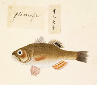 Naturalis Biodiversity Center - RMNH.ART.485 - Argyrosomus argentatus - Kawahara Keiga - 1823 - 1829 - Siebold Collection - pencil drawing - water colour