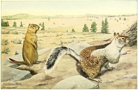 Natural History of the Ground Squirrels of California Pl. 02 - Oregon and Douglas Ground Squirrel
