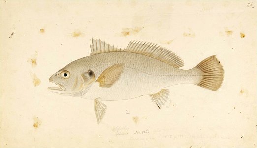 Naturalis Biodiversity Center - RMNH.ART.328 - Argyrosomus argentatus (Houttuyn) - Kawahara Keiga - 1823 - 1829 - Siebold Collection - pencil drawing - water colour