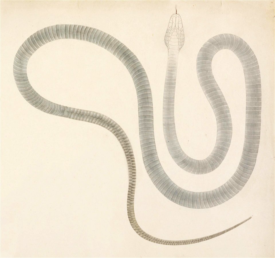 Naturalis Biodiversity Center - RMNH.ART.109 - Elaphe climacophora - Kawahara Keiga - 1823 - 1829 - Siebold Collection - pencil drawing - water colour