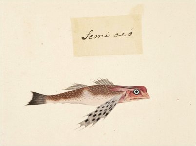 Naturalis Biodiversity Center - RMNH.ART.492 - Lactoris cornutus - Kawahara Keiga - 1823 - 1829 - Siebold Collection - pencil drawing - water colour