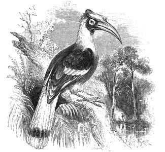 Natural History, Birds - Hornbill