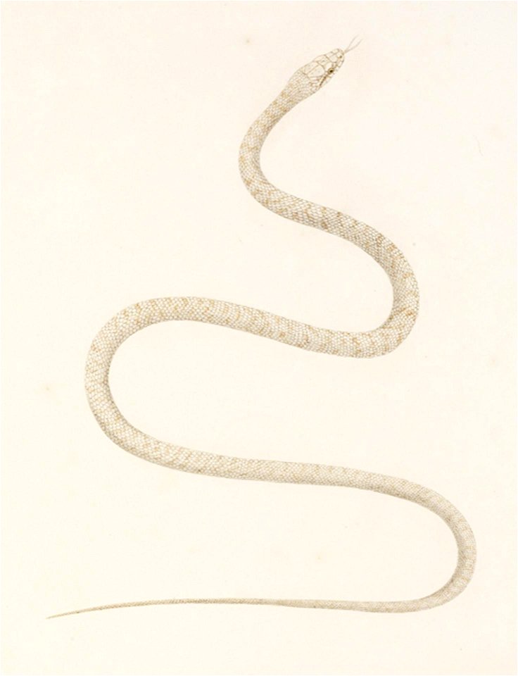 Naturalis Biodiversity Center - RMNH.ART.115 - Elaphe quadrivirgata - Kawahara Keiga - 1823 - 1829 - Siebold Collection - pencil drawing - water colour