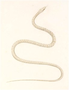 Naturalis Biodiversity Center - RMNH.ART.115 - Elaphe quadrivirgata - Kawahara Keiga - 1823 - 1829 - Siebold Collection - pencil drawing - water colour
