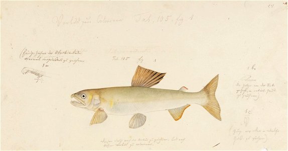 Naturalis Biodiversity Center - RMNH.ART.137 - Plecoglossus altivelis (Temminck and Schlegel) - Kawahara Keiga - 1823 - 1829 - Siebold Collection - pencil drawing - water colour