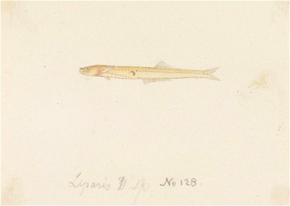 Naturalis Biodiversity Center - RMNH.ART.270 - A species of Salanx or Neosalanx - Kawahara Keiga - 1823 - 1829 - Siebold Collection - pencil drawing - water colour