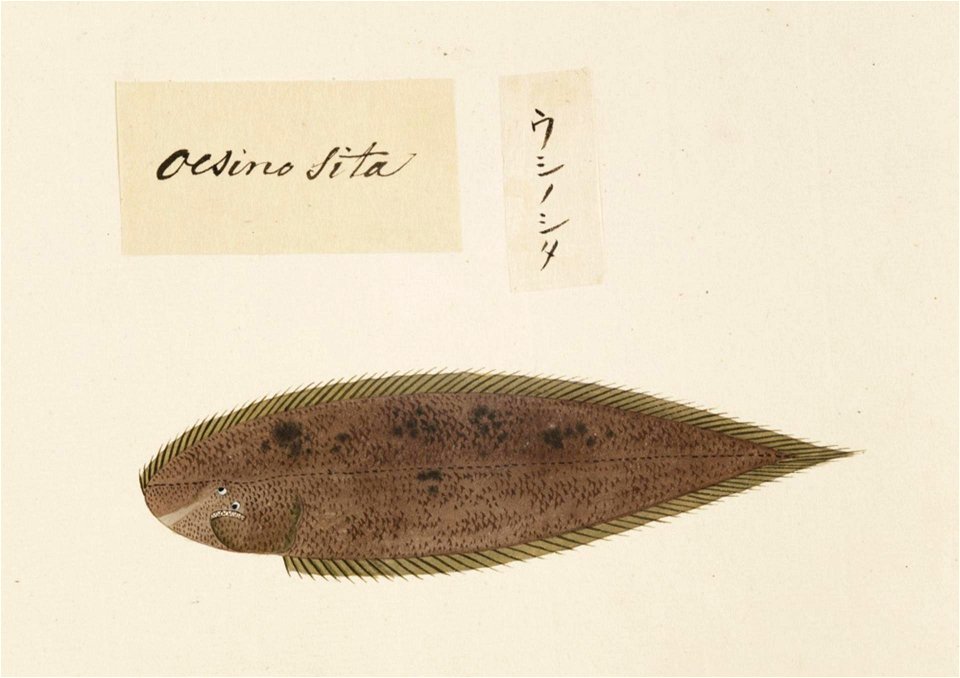 Naturalis Biodiversity Center - RMNH.ART.506 - Cynoglossus joyneri - Kawahara Keiga - 1823 - 1829 - Siebold Collection - pencil drawing - water colour