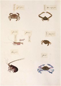 Naturalis Biodiversity Center - RMNH.ART.326 - Portunus pelagicus - Panulirus japonicus - Parthenope laciniata - Charybdis miles - Kawahara Keiga - 1823 - 1829 - Siebold Collection - pencil drawing - water colour