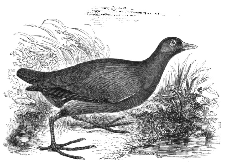 Natural History, Birds - Moor-hen
