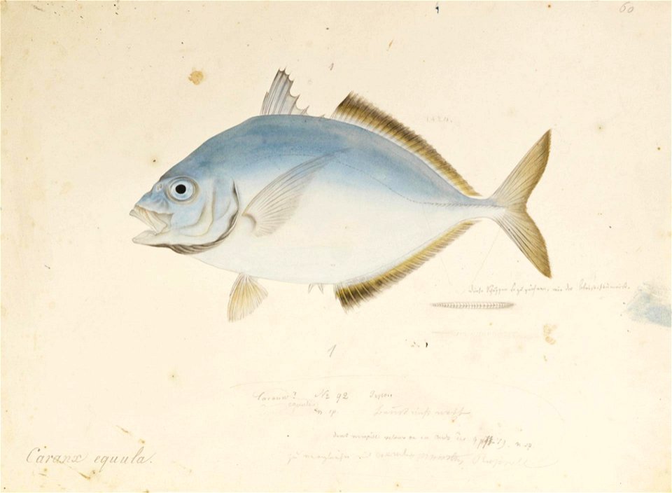 Naturalis Biodiversity Center - RMNH.ART.580 - Kaiwarinus equula (Temminck and Schlegel) - Kawahara Keiga - 1823 - 1829 - Siebold Collection - pencil drawing - water colour