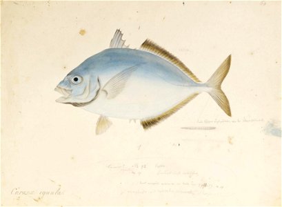 Naturalis Biodiversity Center - RMNH.ART.580 - Kaiwarinus equula (Temminck and Schlegel) - Kawahara Keiga - 1823 - 1829 - Siebold Collection - pencil drawing - water colour