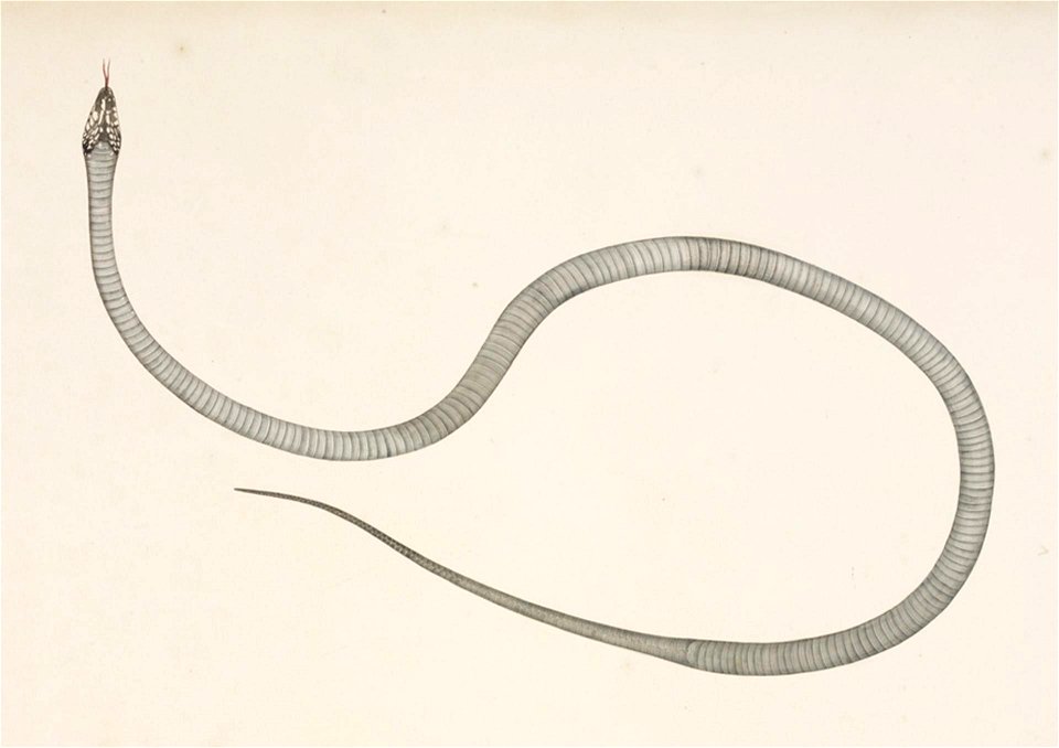Naturalis Biodiversity Center - RMNH.ART.125 - Elaphe quadrivirgata - Kawahara Keiga - 1823 - 1829 - Siebold Collection - pencil drawing - water colour