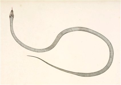 Naturalis Biodiversity Center - RMNH.ART.125 - Elaphe quadrivirgata - Kawahara Keiga - 1823 - 1829 - Siebold Collection - pencil drawing - water colour