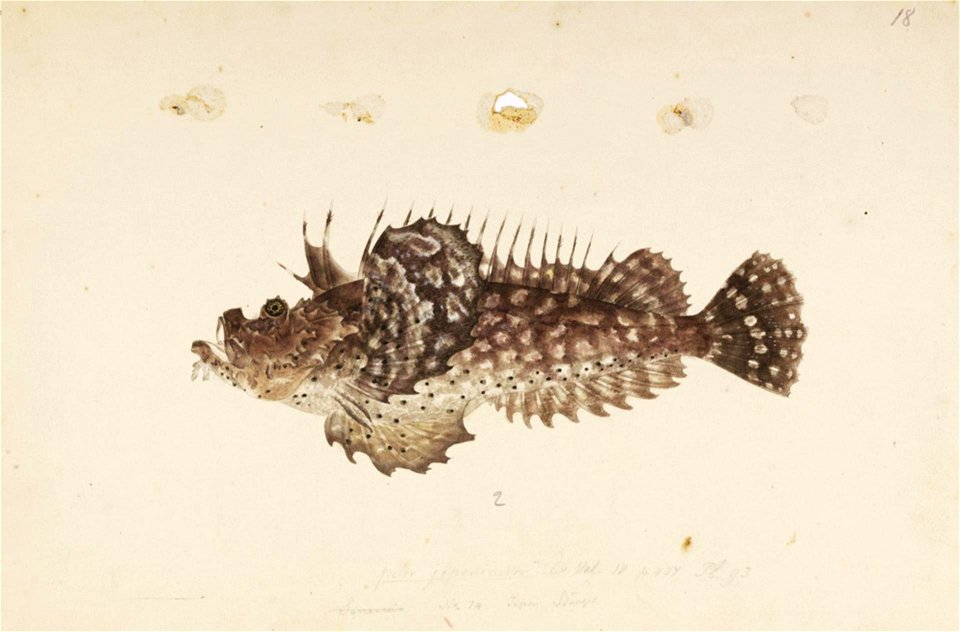 Naturalis Biodiversity Center - RMNH.ART.272 - Inimicus japonicus (Cuvier) - Kawahara Keiga - 1823 - 1829 - Siebold Collection - pencil drawing - water colour