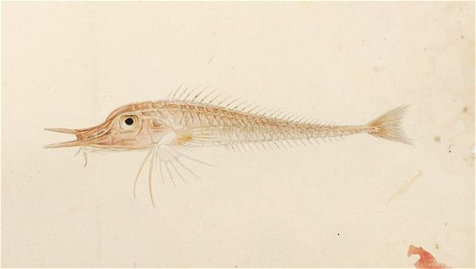 Naturalis Biodiversity Center - RMNH.ART.245 - Peristedion orientale Temminck and Schlegel - Kawahara Keiga - 1823 - 1829 - Siebold Collection - pencil drawing - water colour