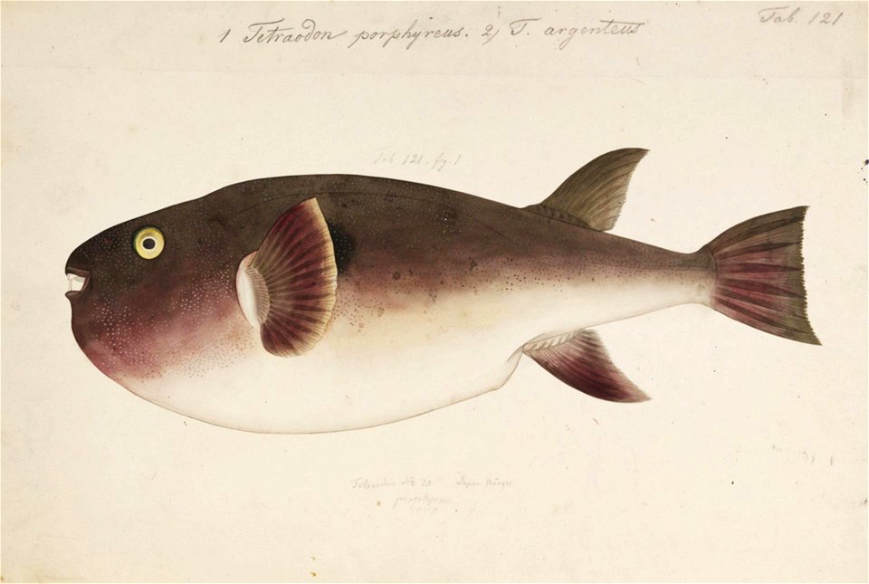 Naturalis Biodiversity Center - RMNH.ART.165 - Takifugu porphyreus (Temminck and Schlegel) - Kawahara Keiga - 1823 - 1829 - Siebold Collection - pencil drawing - water colour