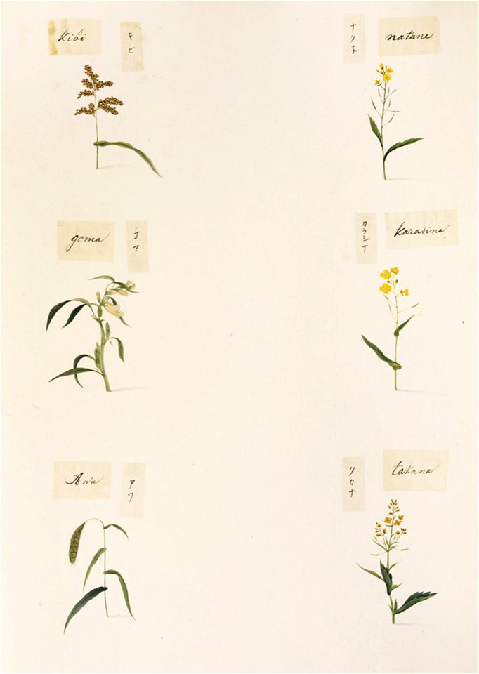 Naturalis Biodiversity Center - RMNH.ART.344-Brassica juncea var integrifolia-Brassica juncea-Sesamum indicum-Setaria italica-Panicum miliaceum-Brassica rapa-Kawahara Keiga-1823-1829-Siebold Collection-pencil drawing-water colour