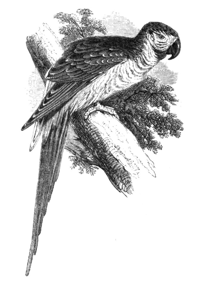 Natural History, Birds - Macaw
