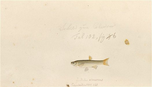 Naturalis Biodiversity Center - RMNH.ART.139 - Pseudorasbora parva (Temminck and Schlegel) - Kawahara Keiga - 1823 - 1829 - Siebold Collection - pencil drawing - water colour