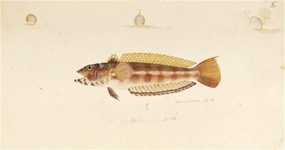 Naturalis Biodiversity Center - RMNH.ART.151 - Parapercis pulchella (Temminck and Schlegel) - Kawahara Keiga - 1823 - 1829 - Siebold Collection - pencil drawing - water colour