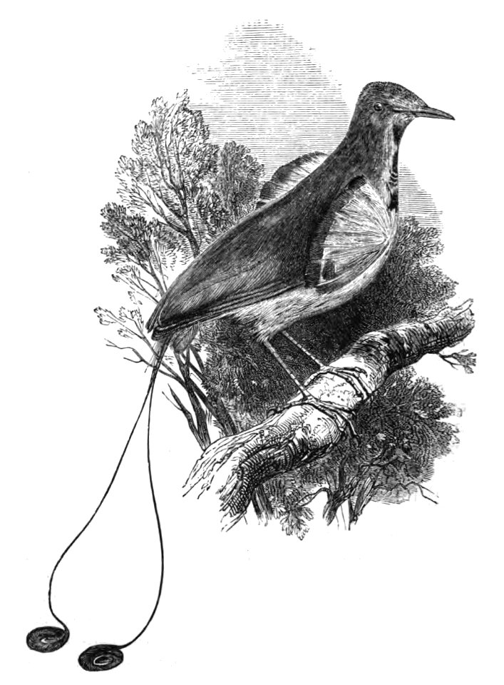 Natural History, Birds - Manucode