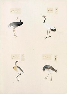 Naturalis Biodiversity Center - RMNH.ART.307 - Grus japonensis - Ardea cinerea - Nycticorax nycticorax - Grus vipio - Kawahara Keiga - 1823 - 1829 - Siebold Collection - pencil drawing - water colour
