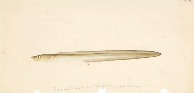 Naturalis Biodiversity Center - RMNH.ART.159 - Anago anago (Temminck and Schlegel) - Kawahara Keiga - 1823 - 1829 - Siebold Collection - pencil drawing - water colour