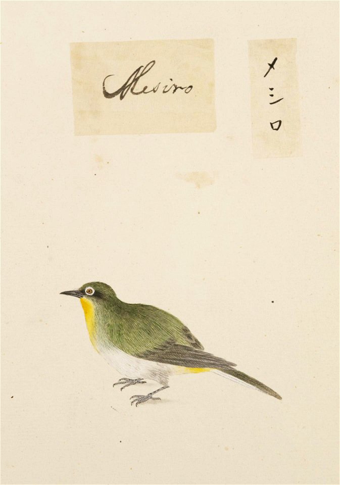 Naturalis Biodiversity Center - RMNH.ART.392 - Zosterops japonica - Kawahara Keiga - 1823 - 1829 - Siebold Collection - pencil drawing - water colour