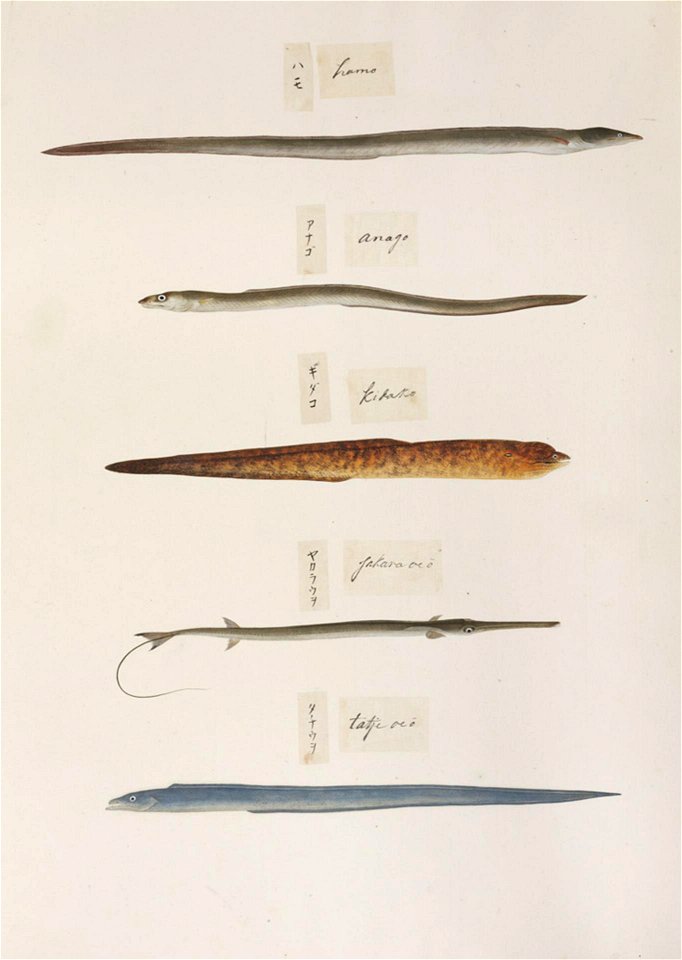 Naturalis Biodiversity Center - RMNH.ART.311 - Trichiurus lepturus - Fistularia sp. - Gymnothorax kidako - Anago-Conger - Muraenesox cinereus - Kawahara Keiga - 1823 - 1829 - Siebold Collection - pencil drawing - water colour