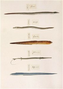 Naturalis Biodiversity Center - RMNH.ART.311 - Trichiurus lepturus - Fistularia sp. - Gymnothorax kidako - Anago-Conger - Muraenesox cinereus - Kawahara Keiga - 1823 - 1829 - Siebold Collection - pencil drawing - water colour