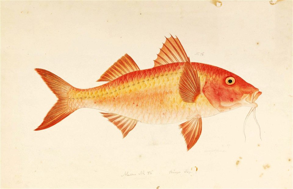 Naturalis Biodiversity Center - RMNH.ART.173 - Parupeneus chrysopleuron (Temminck and Schlegel) - Kawahara Keiga - 1823 - 1829 - Siebold Collection - pencil drawing - water colour