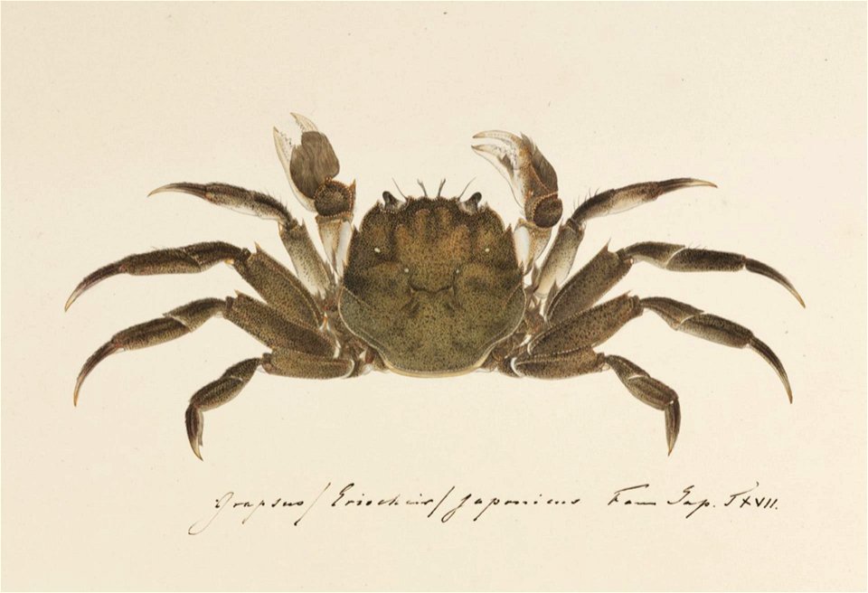 Naturalis Biodiversity Center - RMNH.ART.16 - Eriocheir japonica - Kawahara Keiga - 1823 - 1829 - Siebold Collection - pencil drawing - water colour