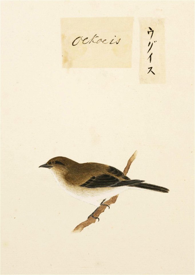 Naturalis Biodiversity Center - RMNH.ART.383 - Cettia diphone - Kawahara Keiga - 1823 - 1829 - Siebold Collection - pencil drawing - water colour