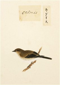Naturalis Biodiversity Center - RMNH.ART.383 - Cettia diphone - Kawahara Keiga - 1823 - 1829 - Siebold Collection - pencil drawing - water colour