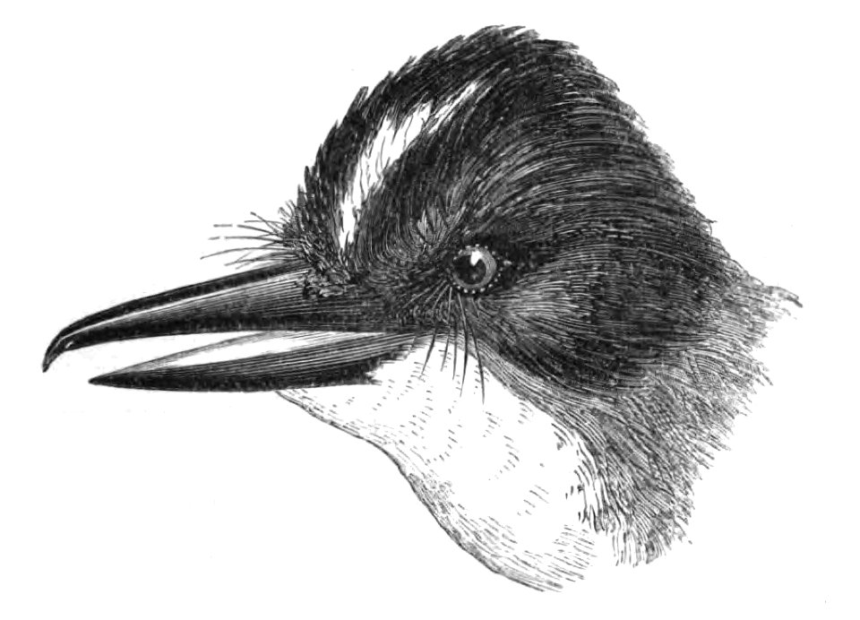 Natural History, Birds - Tyrannus