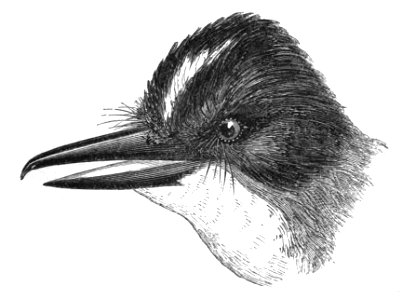 Natural History, Birds - Tyrannus