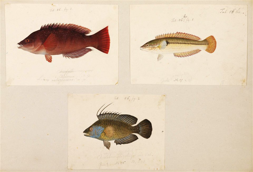 Naturalis Biodiversity Center - RMNH.ART.202 - Duymaeria flagellifera (Pteragogus flagellifera) - Lateolabrax japonicus - Platycephalus indicus - Kawahara Keiga - 1823 - 1829 - Siebold Collection - pencil drawing - water colour