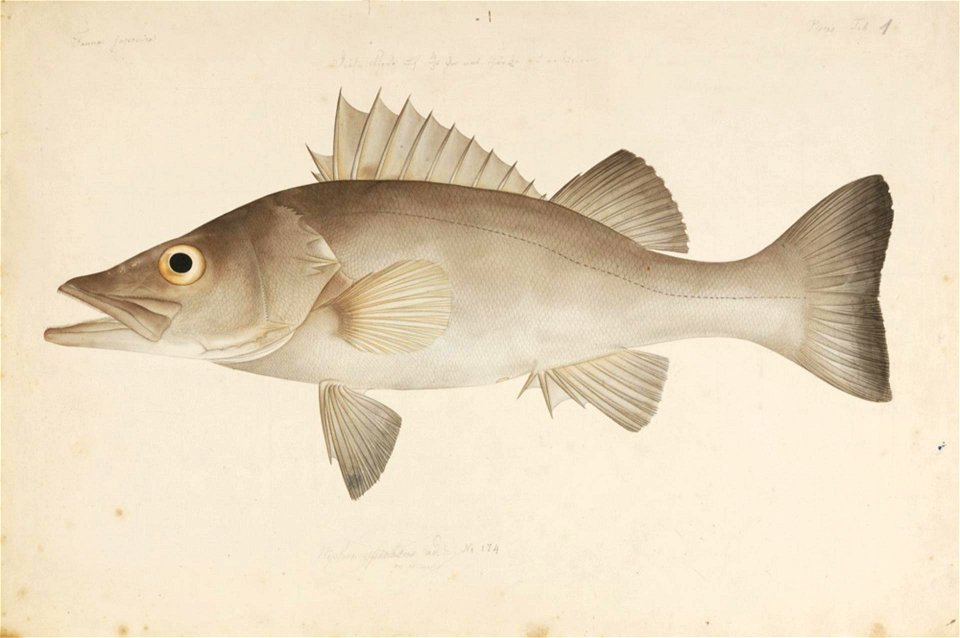 Naturalis Biodiversity Center - RMNH.ART.1 - Niphon spinosus Cuvier - Kawahara Keiga - 1823 - 1829 - Siebold Collection - pencil drawing - water colour