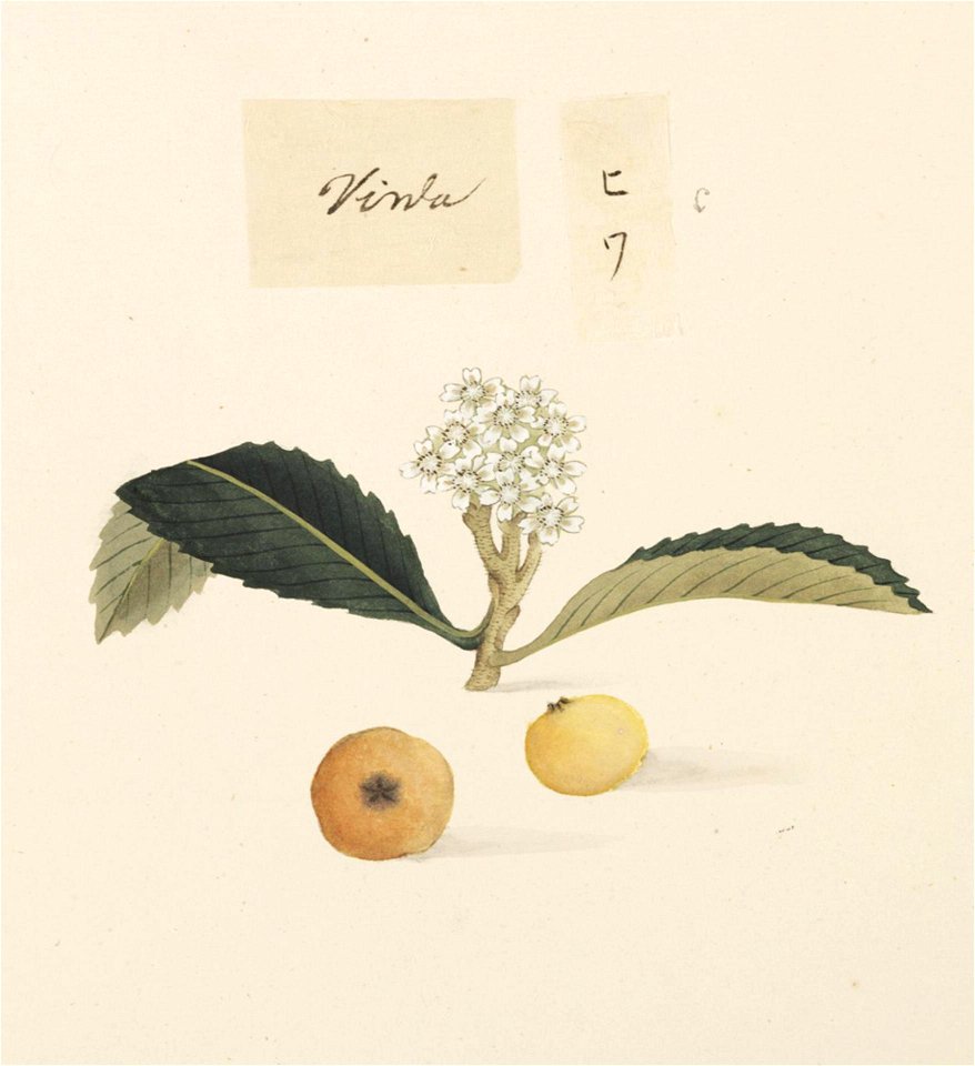 Naturalis Biodiversity Center - RMNH.ART.649 - Eriobotrya japonica - Kawahara Keiga - 1823 - 1829 - Siebold Collection - pencil drawing - water colour